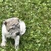 Shar pei pups 