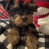 🐶 Adorable Yorkshire Terrier Puppies Ready for Their Forever Home! 🏡
