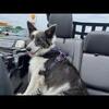 Blue Border Collie