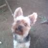 Male Yorkie free to good home only
