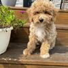 Mini Goldendoodle- Toy Size