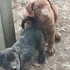 LAB PUPS NOW READY