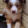 Toy Red Merle Australian Shepherd Females