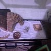 Leopard Gecko (Fancy) and tank/decor for 80