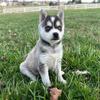Mini Alaskan Klee Kai - Kiki