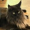 SMOKE MAINE COON FEMALE UKRAINE IMPORT RETIRED LOOKING FOR HER FOREVER HOME ASAP