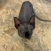 SOLD  Black boy sphynx available