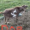 Nigerian Dwarf Goats Does and Bucks