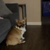 Pembroke welsh corgi