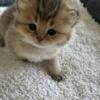 British Shorthair kittens