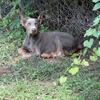 Fawn Doberman pup