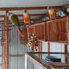 Pineapple Green Cheek Conure