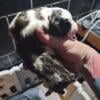 Saint Bernard puppies