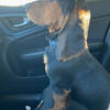 Male and female basset hounds 