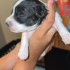 Puppy sell