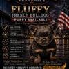 Fluffy Frenchie Available