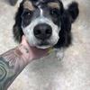 Bernedoodle about 8 months