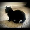 Munchkin Hylander short legs no tale 