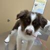 Australian Shepherd Puppy for Sale!