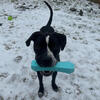 1.5 yo Pittbull Terrier Looking for Forever Home