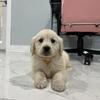 Golden retriever puppies
