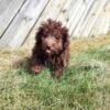 Toy poodle male chocolate