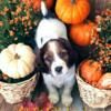 European Field- English Springer Spaniel Puppies ( Can deliver from Maine to Virginia for small fee)