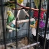 For Sale: American Parakeets