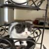 cat exotic shorthair