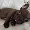 French bulldog Male cuttie