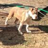 Bully female pup xl pup