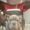 3 month old Exotic bullies for sale