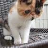 EXOTIC SHORTHAIR FEMALE