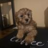 14 Week Old Cavapoo Puppies For Sale