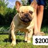 AKC REGISTERED FRENCH BULLDOG MALE