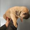 Cane corso puppies