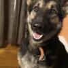 3 year old German Shepherd Siblings for Rehome