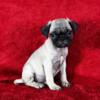 Pugs for sale!  (Houston Tx)