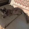 Mainecoon