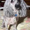 Toy Merle Poodle