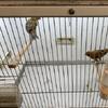 Lizard Canary pairs. Available 