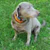 Akc female silver lab