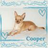 AKC Chihuahua Puppies- Cooper, Fawn Smoothcoat Male