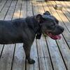 3 year old female American bully
