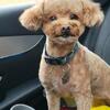 APRICOT TOY POODLE STUD