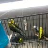 Birds ready to go home