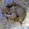 Beautiful Shaded Golden Persians  REDUCED!