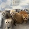 Scottish Fold and Straight Kittens Available