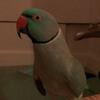 Tamed talking bird