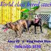 Dutch Shepherd Puppies Imported K.N.P.V. police bloodline